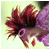 753.gif
